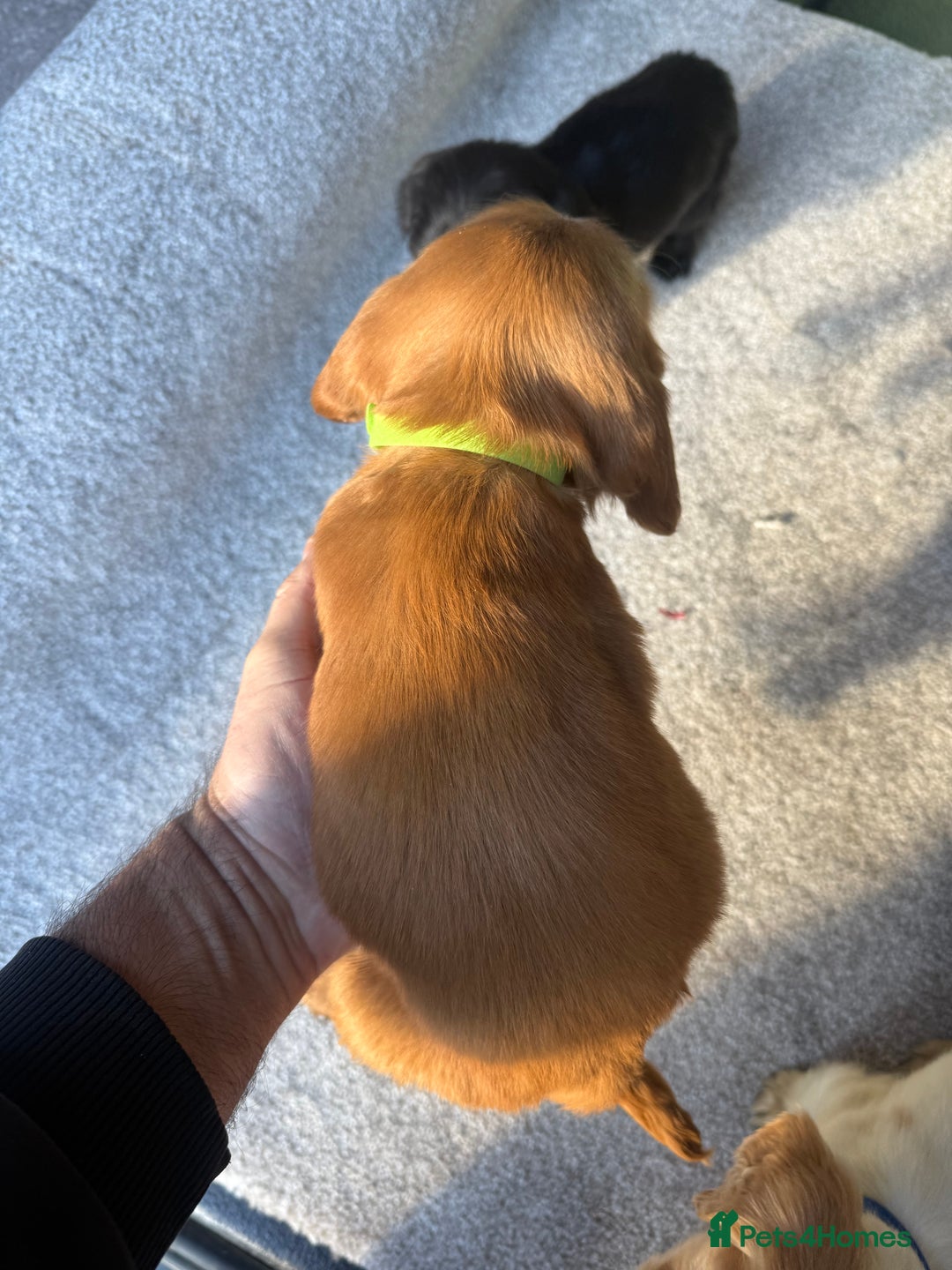 Cocker Spaniel dogs for sale: Cocker spaniel puppies  - Image 16