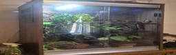 Chameleon reptiles for sale: Yemen Chameleon  - Advert 3