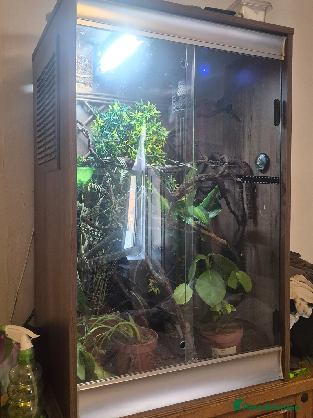Chameleon reptiles for sale: Yemen Chameleon  - Advert 3