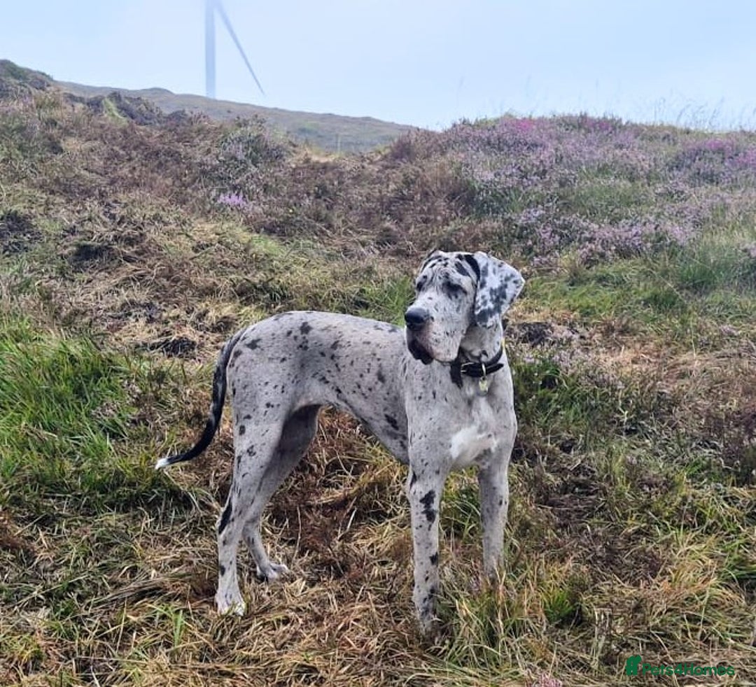 Great Dane dogs for sale: Beautiful Merle Female Great Dane  - Image 3