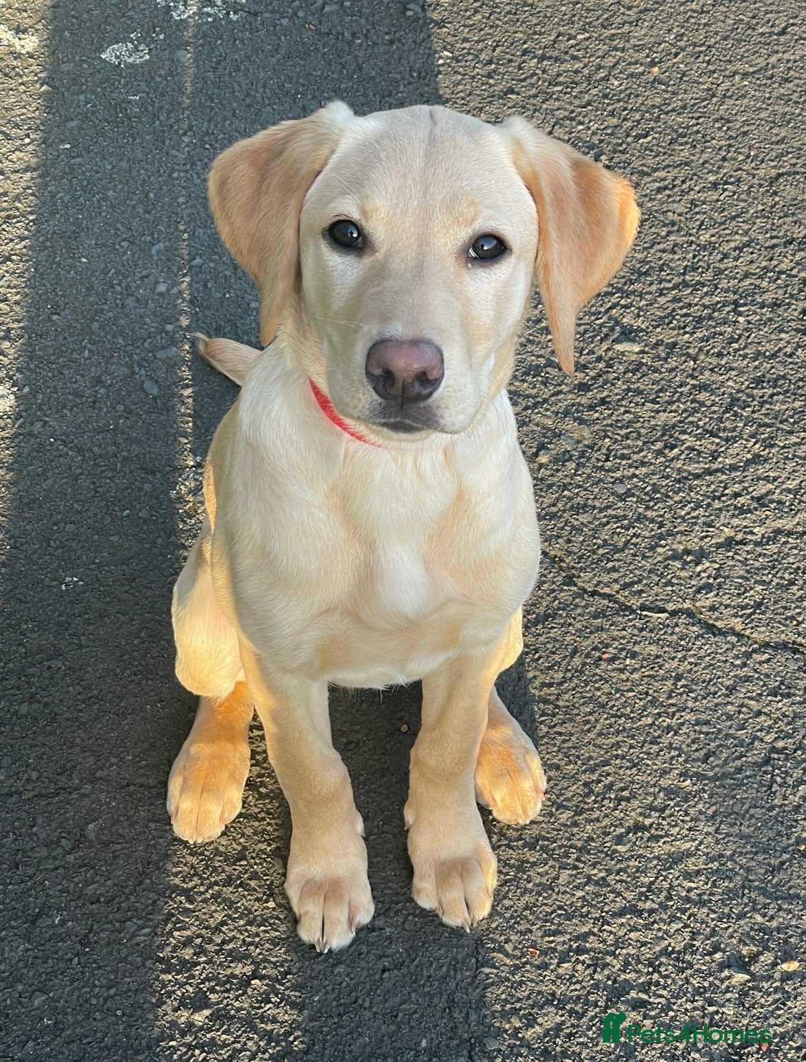 Labrador Retriever dogs for sale: Exceptional KC Reg Labrador Puppies – Due July 4th - Advert 13