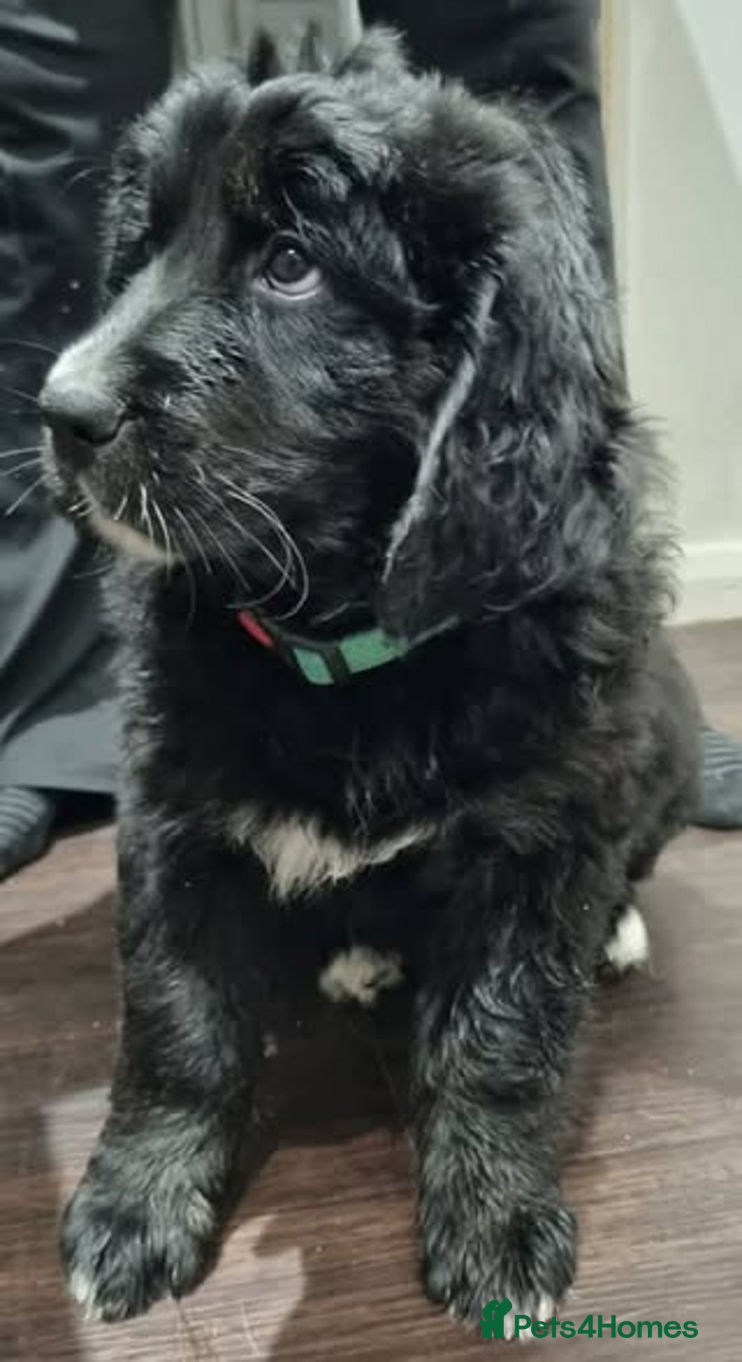 Mixed Breed dogs for sale: Golden Mountain Dog Pups - Advert 13