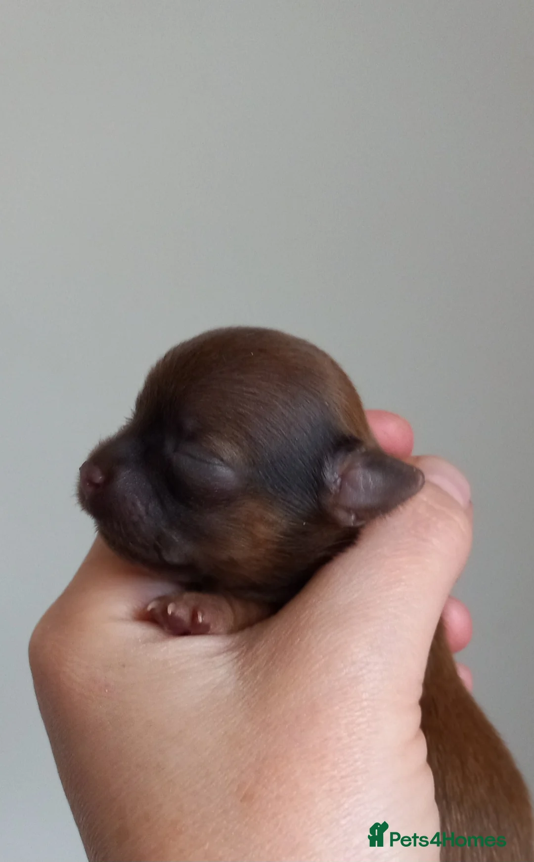 Chihuahua dogs for sale: Dna tested parents Chihuahua puppies  - Advert 10