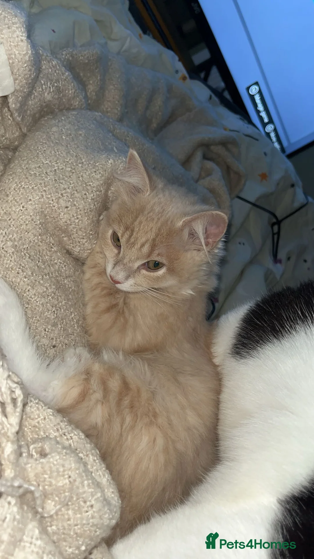 Mixed Breed cats for sale: male and female ragdoll mixes - Advert 2