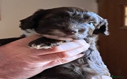Mixed Breed dogs for sale: 4 Beautful Sproodle cross Cockapoo  - Advert 3