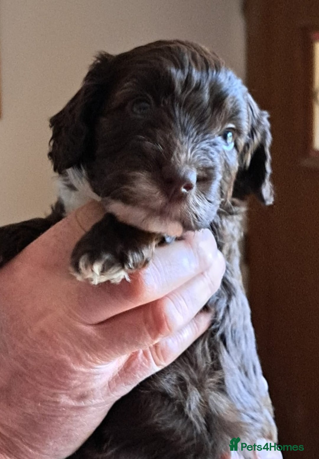 Mixed Breed dogs for sale: 4 Beautful Sproodle cross Cockapoo  - Advert 3