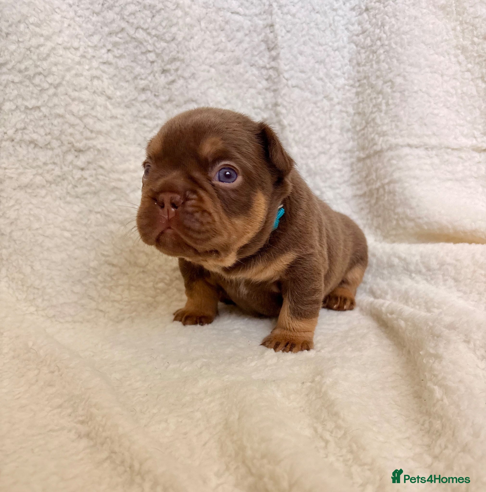 French Bulldog dogs Beautiful french bulldogs  - Advert 2