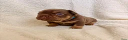 French Bulldog dogs for sale: Beautiful french bulldogs  - Advert 1