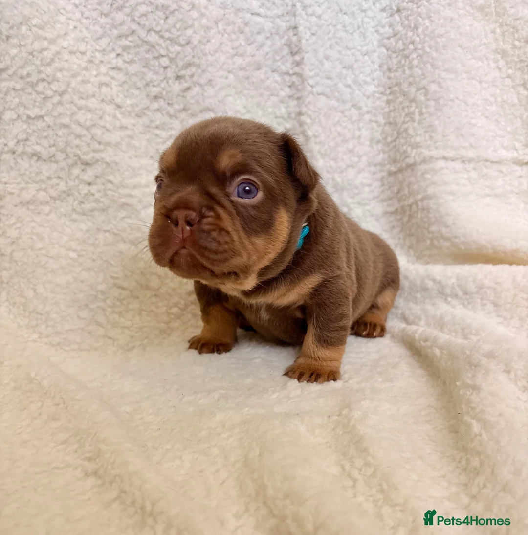 French Bulldog dogs for sale: Beautiful french bulldogs  - Advert 1