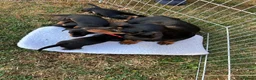 Miniature Dachshund dogs for sale: 🐾 MINIATURE DACHSHUND PUPPIES SHORT HAIRED - Advert 11
