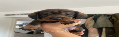 Dachshund 1