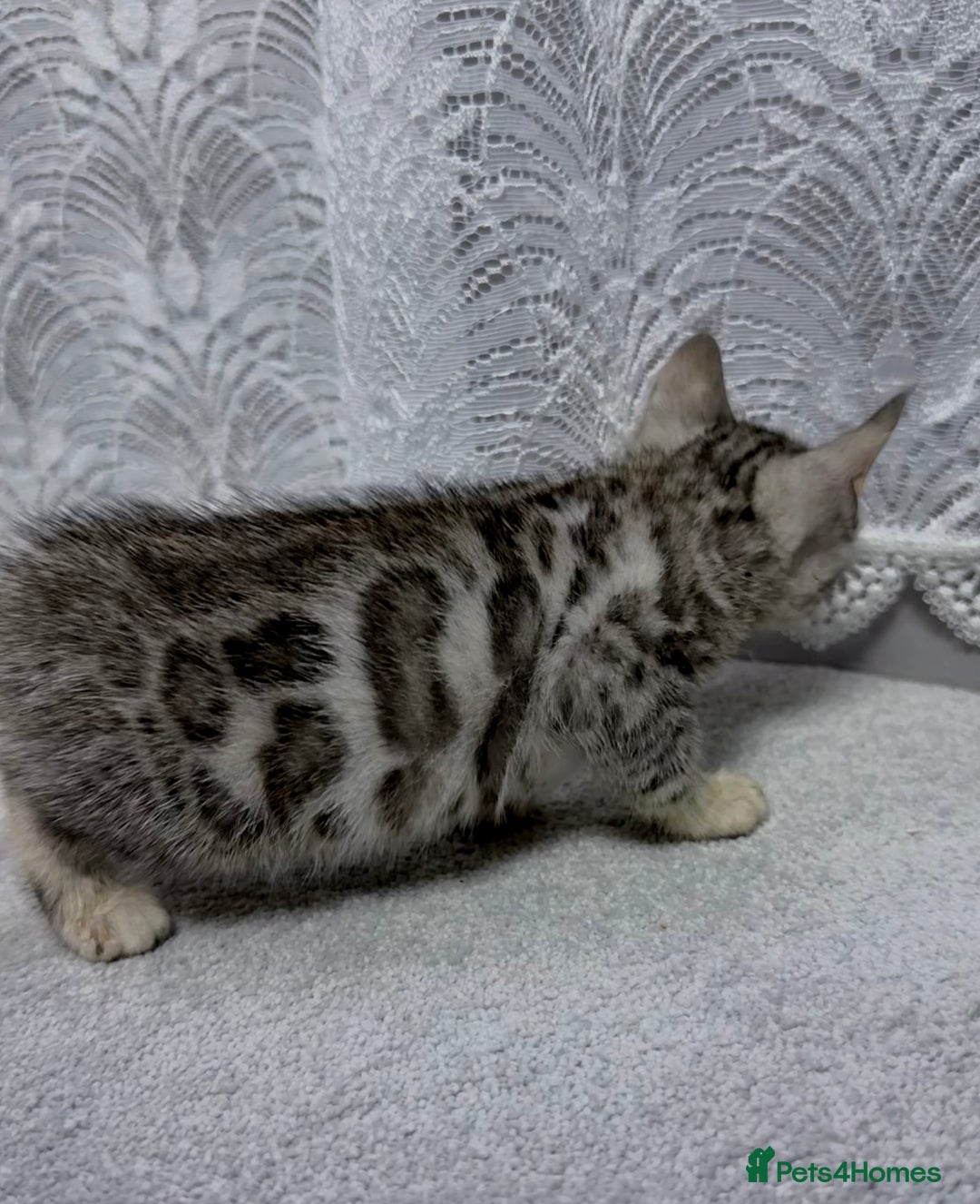 Bengal cats for sale: kittens - Advert 10