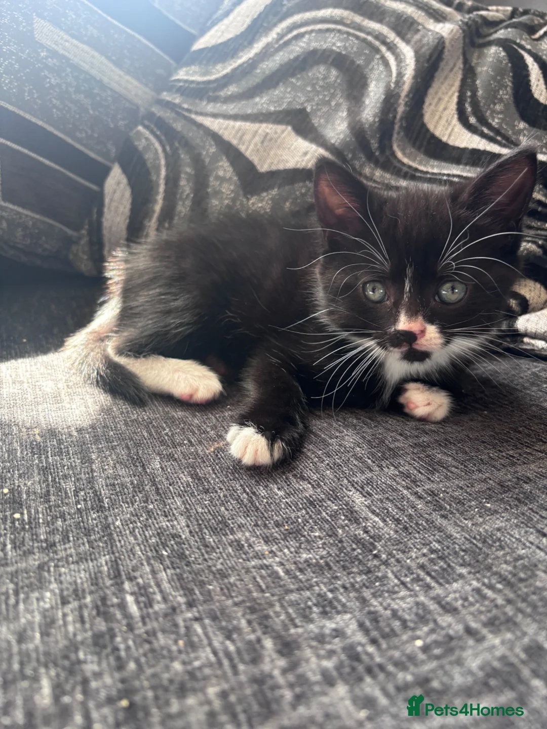 British Shorthair cats for sale: B shorthair kittens  in Beccles - Advert 13