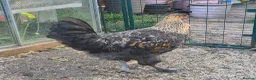 Chickens poultry for sale: Araucana x Silkie boy - Advert 16