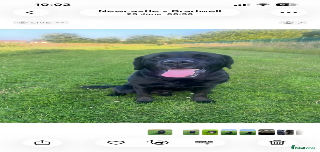 Gallery Image {{count}}