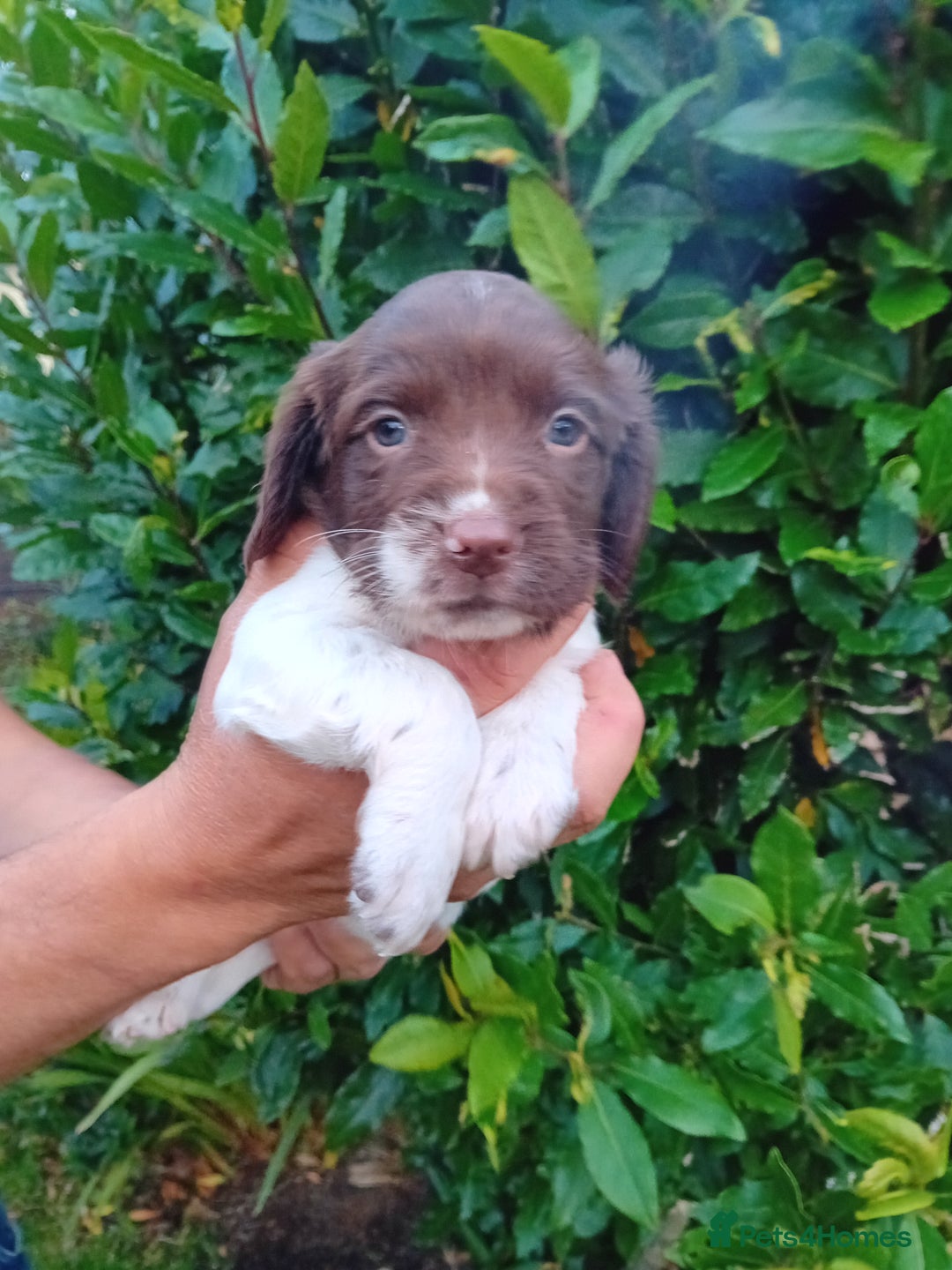 English Springer Spaniel dogs for sale: 8 week Springer Spaniel puppies. - Image 3