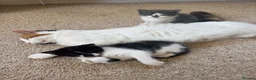 Mixed Breed cats for sale: Well-socialised Black & white female kitten  in Aberfeldy - Advert 5