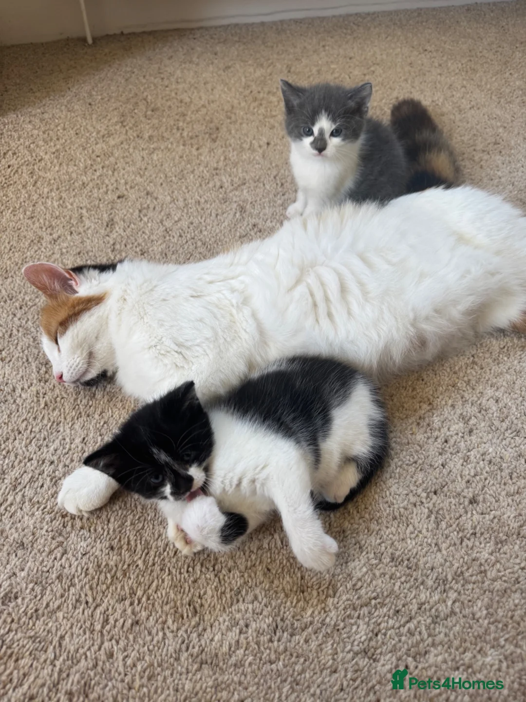 Mixed Breed cats for sale: Well-socialised Black & white female kitten  in Aberfeldy - Advert 5