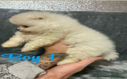 Pomeranian dogs for sale: Teddy bear optic white Pomeranians puppies - Advert 27