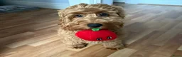 Cockapoo dogs for sale: *Health Tested through Parentage*F1 Cockapoo’s - Advert 15