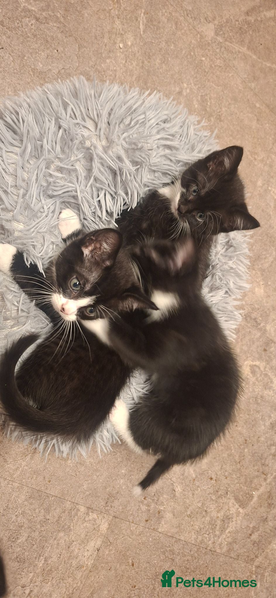 Mixed Breed cats cute playful kittens for sale  - Advert 1