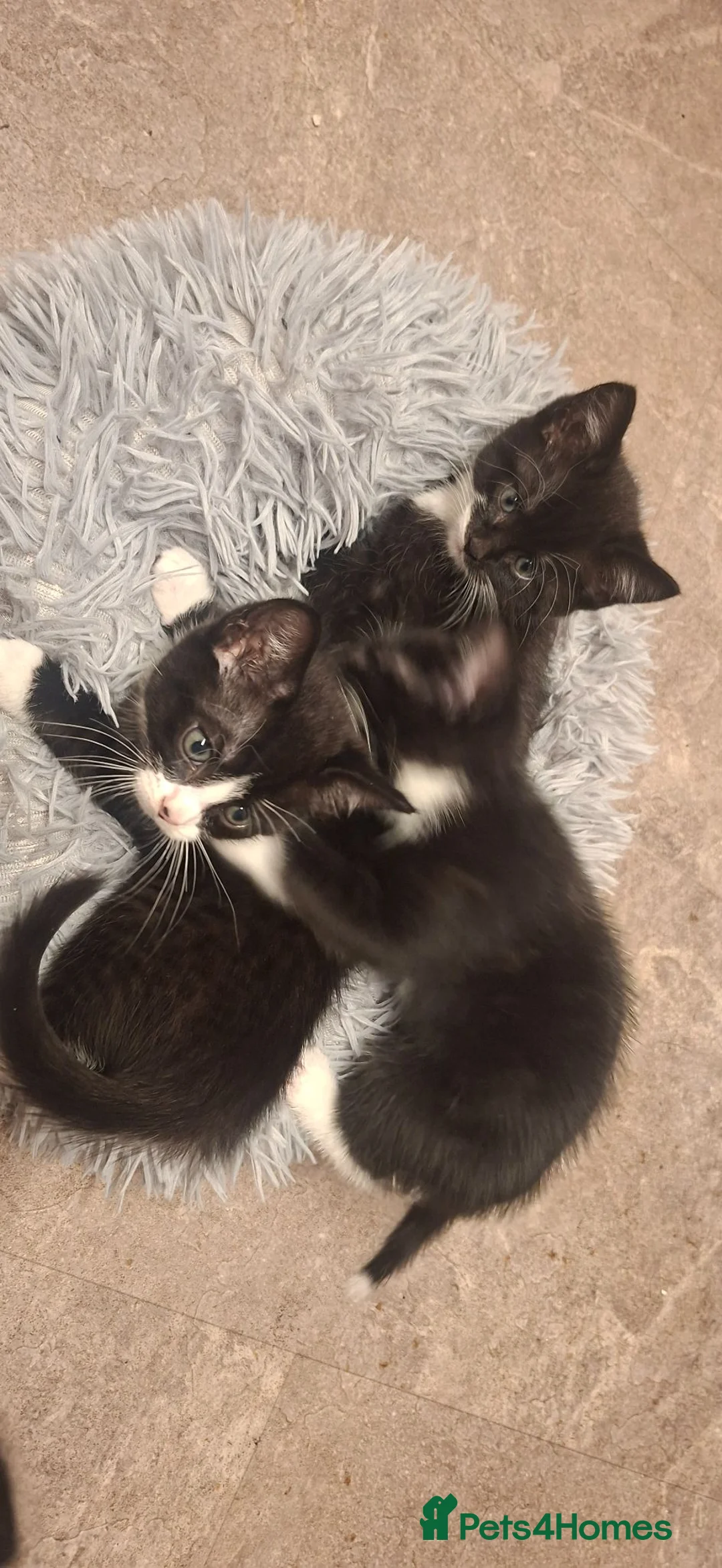 Mixed Breed cats for sale: cute playful kittens for sale  - Advert 1