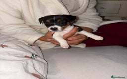 Jack Russell dogs for sale: Jack Russell Pure Breed Puppy’s  - Image 6