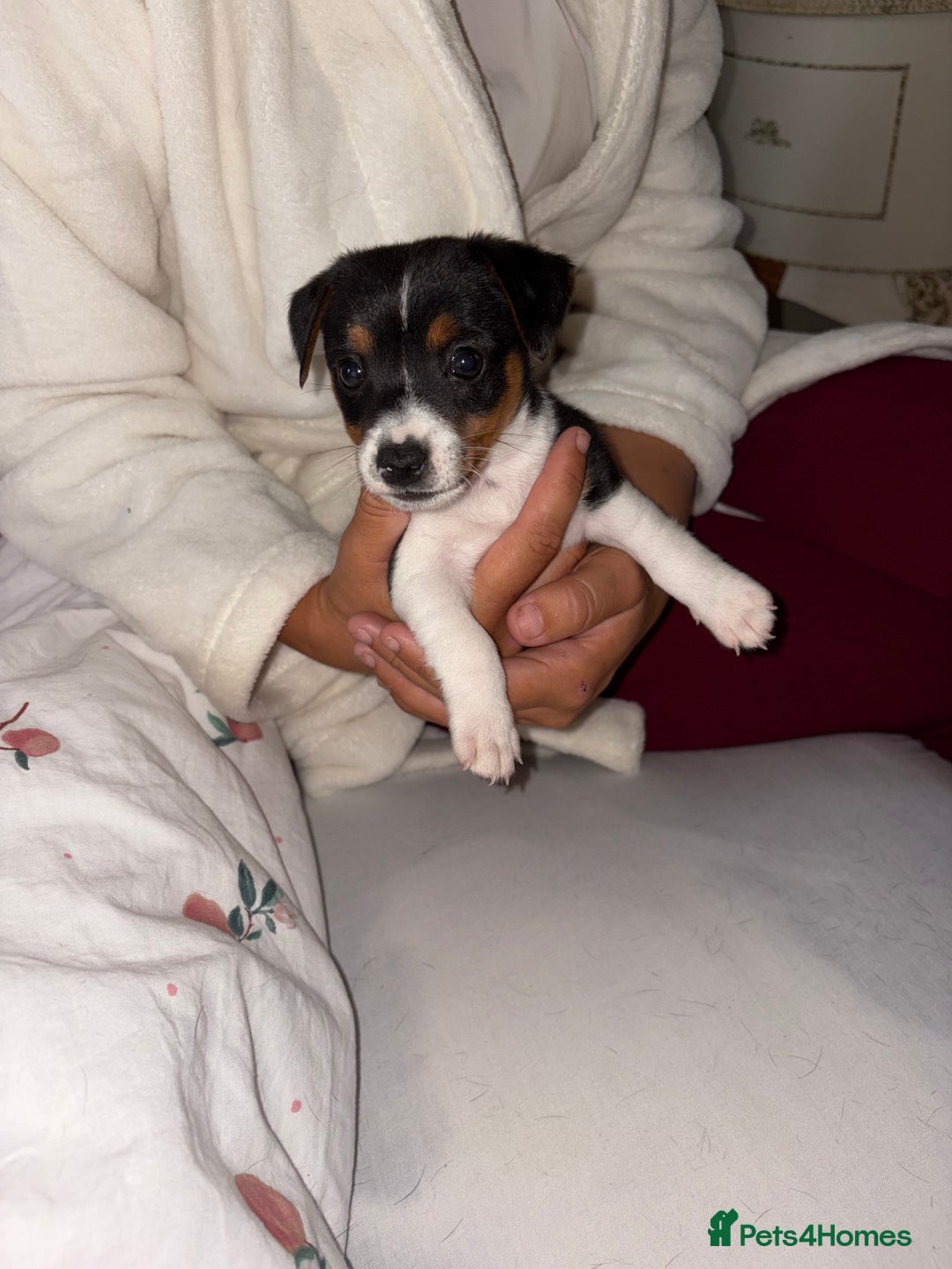 Jack Russell dogs for sale: Jack Russell Pure Breed Puppy’s  - Image 6