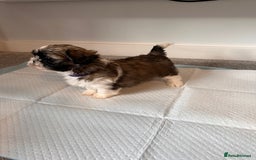 Shih Tzu dogs for sale: 5 gorgeous Shih Tzu puppies - Image 18