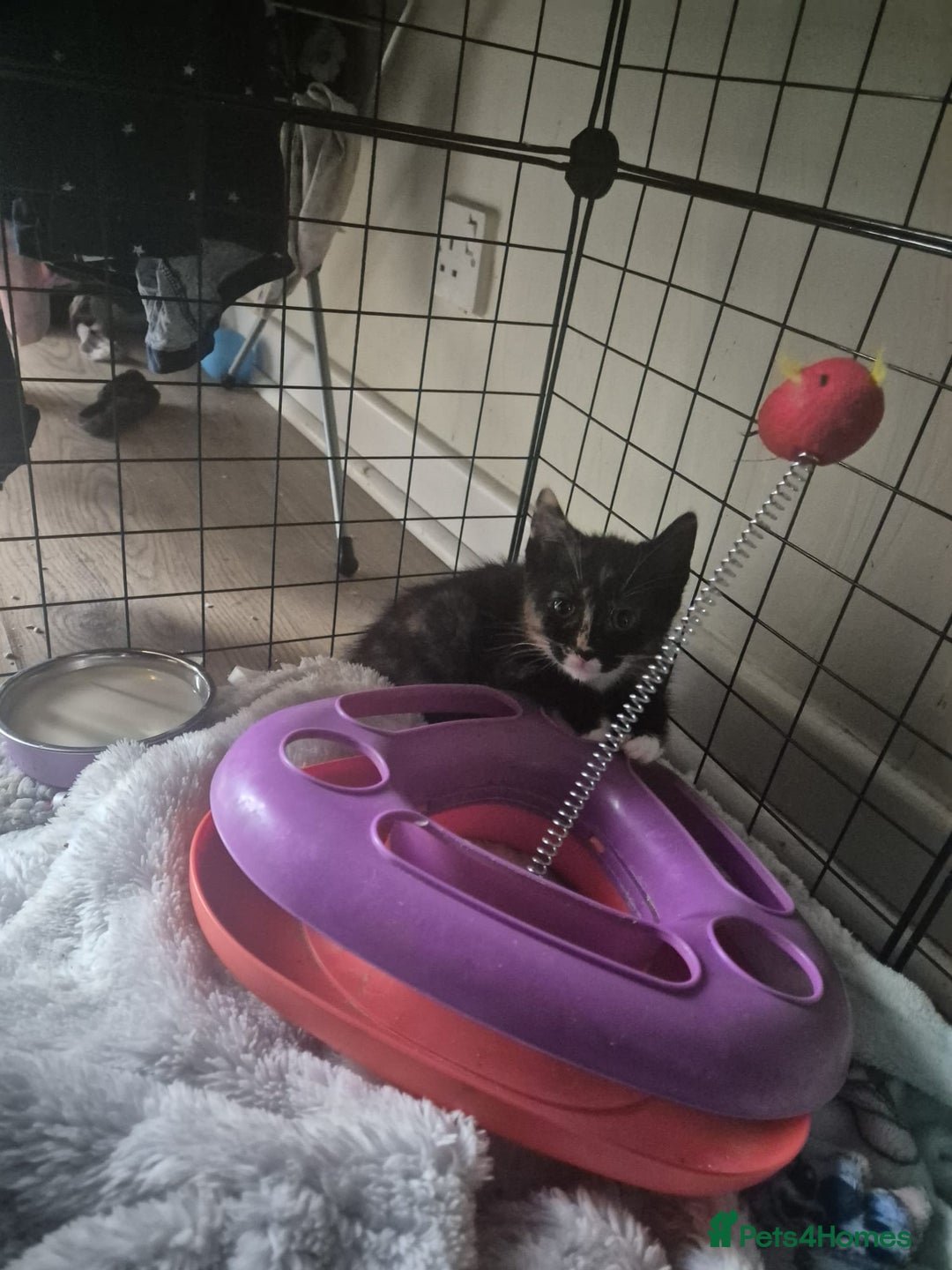 Mixed Breed cats for sale: Adorable kittens - Advert 5