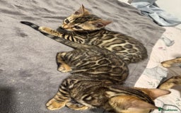 Bengal cats for sale: 💕 Pedigree Rosetted bengal kittens 💕 - Image 10