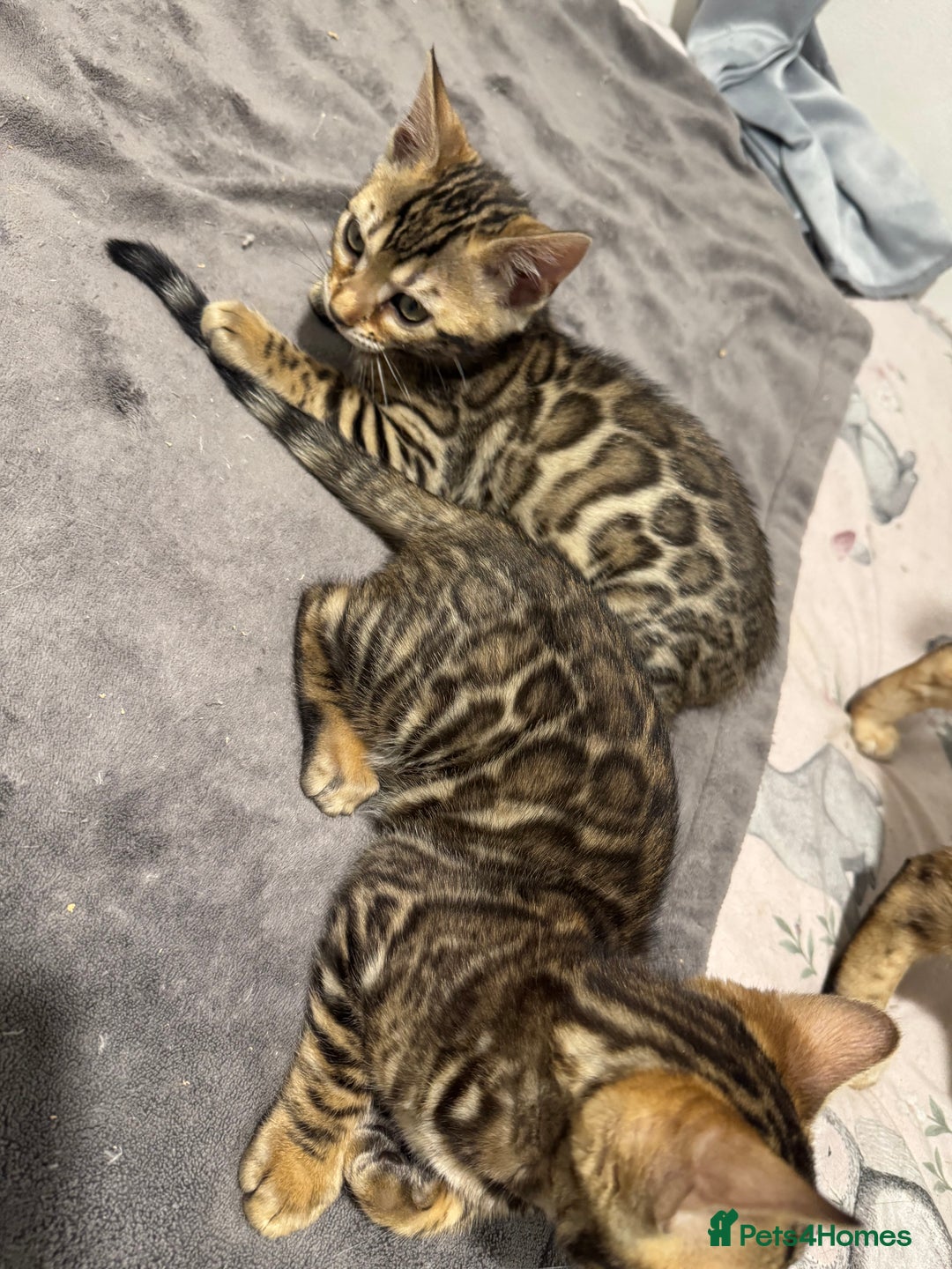 Bengal cats for sale: 💕 Pedigree Rosetted bengal kittens 💕 - Image 10