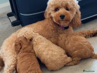 Toy Poodle dogs Toy poodle puppies - Advert 13