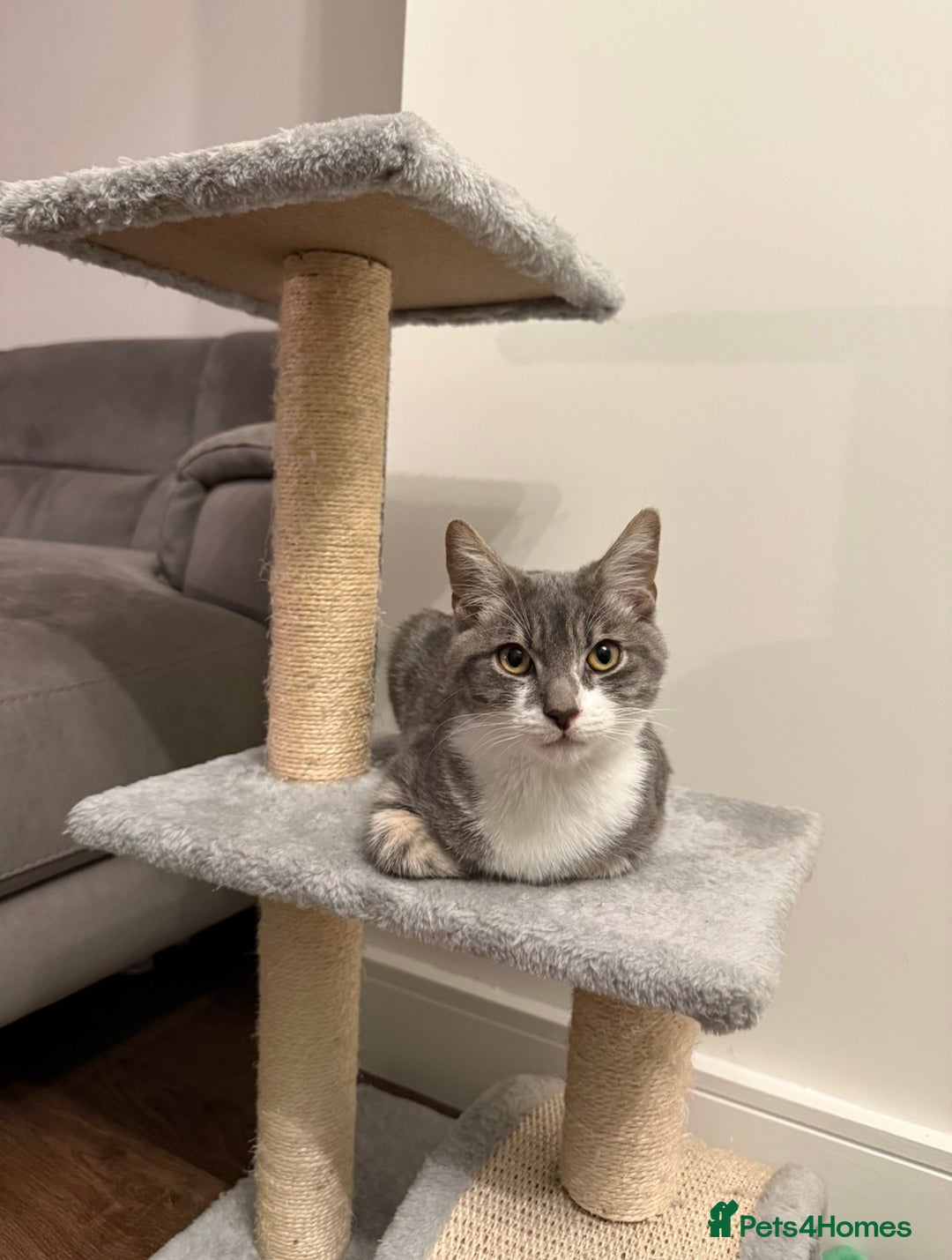 Mixed Breed cats for sale: 8 month old male cat for rehoming  - Advert 2