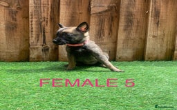 Belgian Shepherd Dog dogs for sale: Beautiful Belgium Malinois pups for sale  - Image 14