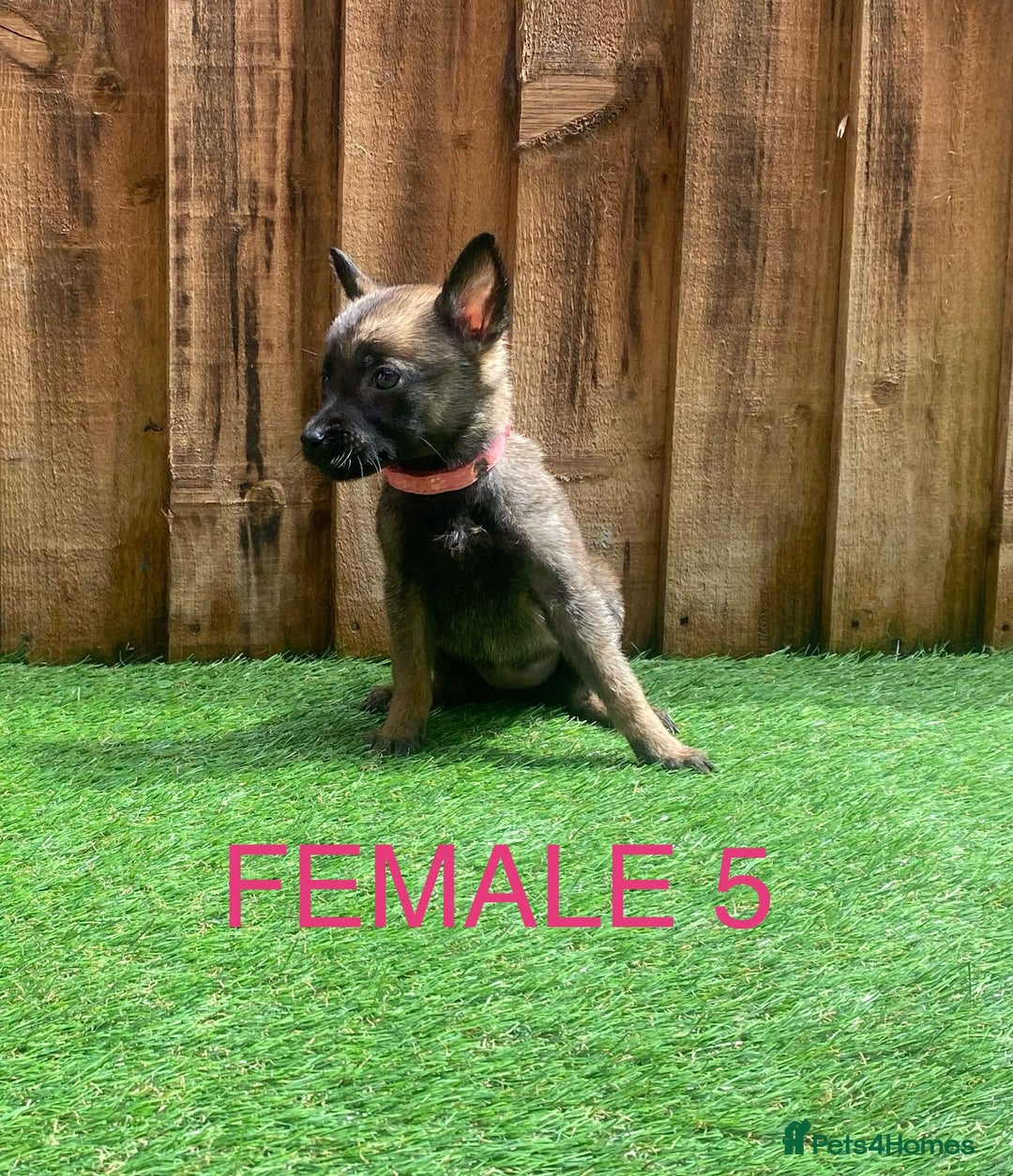 Belgian Shepherd Dog dogs for sale: Beautiful Belgium Malinois pups for sale  - Image 14