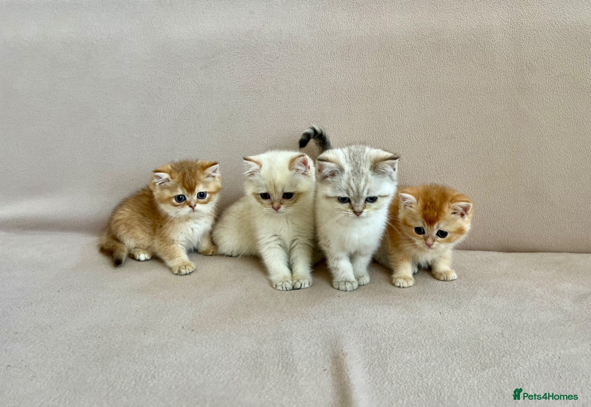 British Shorthair cats 🐾 Purebred Golden BSH kittens 🐾  - Advert 2