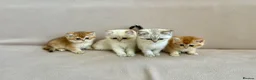 British Shorthair cats for sale: 🐾 Purebred Golden BSH kittens 🐾  in Leeds - Advert 1