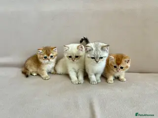 British Shorthair cats 🐾 Purebred Golden BSH kittens 🐾 - Advert 2