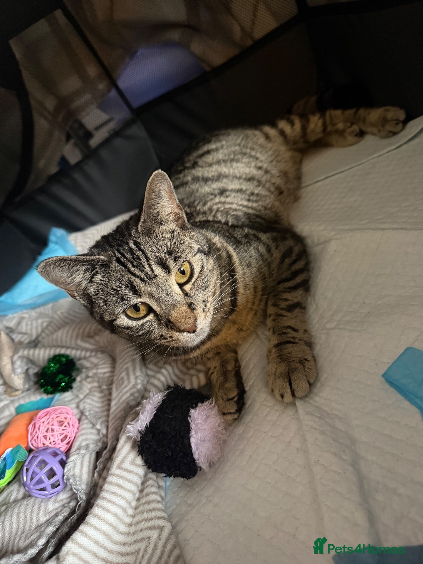 Mixed Breed cats for sale: Tabby kittens - Advert 19
