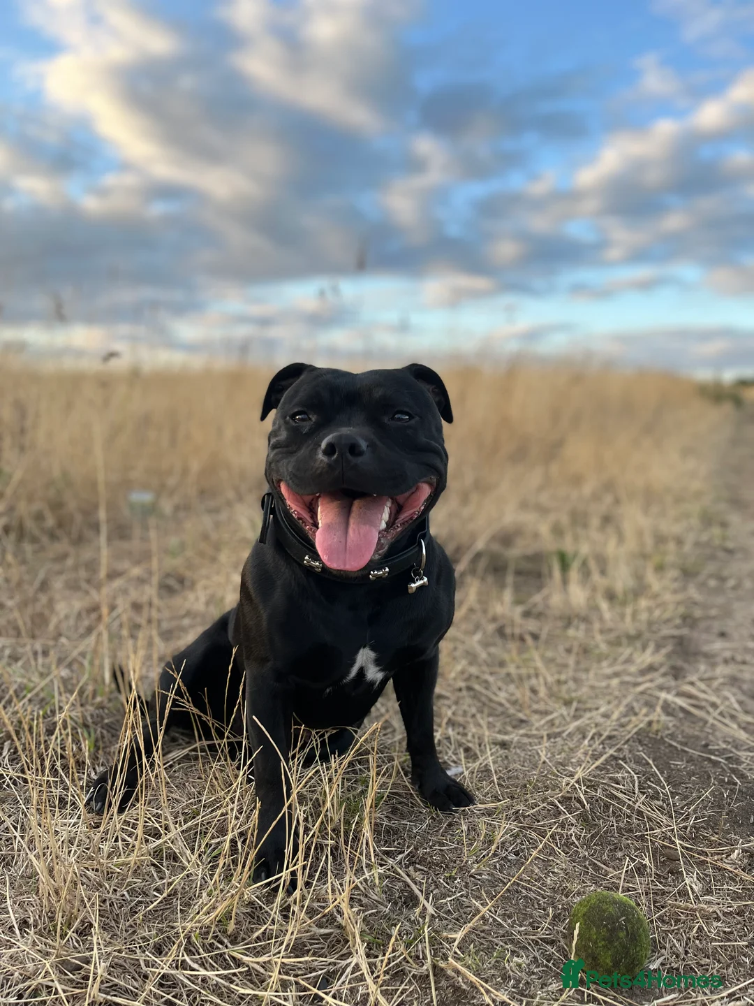 Staffordshire Bull Terrier dogs for sale: Staffordshire Bull Terrier puppies KC registered  - Advert 1