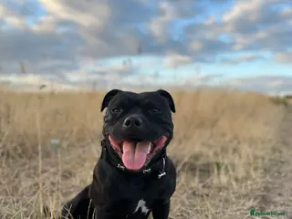 Staffordshire Bull Terrier dogs Staffordshire Bull Terrier puppies KC registered - Advert 1