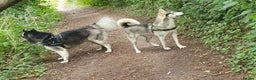 Siberian Husky dogs for sale: Husky puppies  - Advert 6