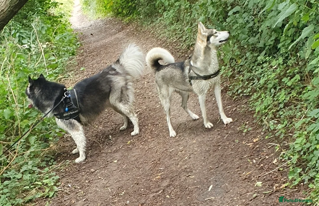 Siberian Husky dogs for sale: Husky puppies  - Advert 12