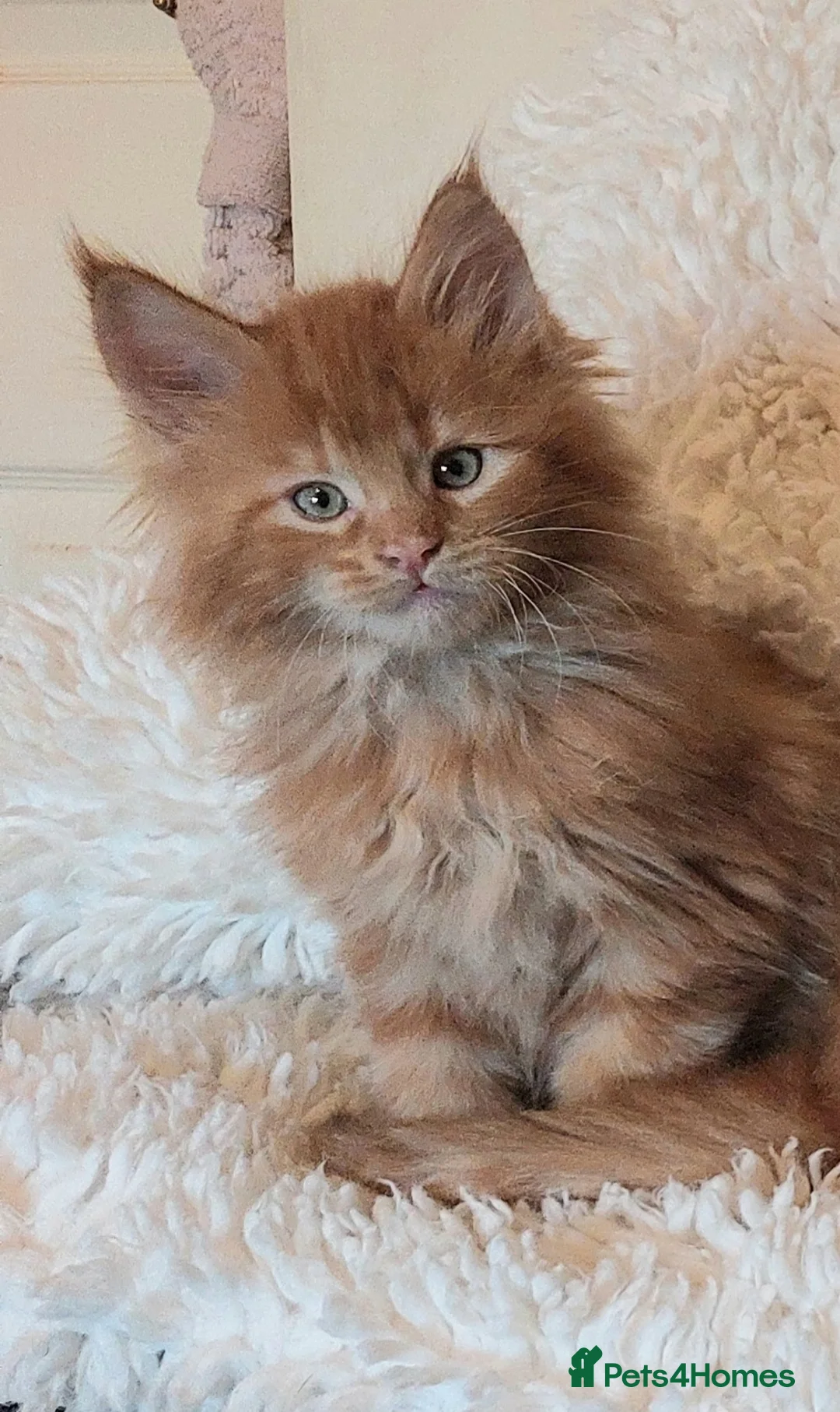 Maine Coon cats for sale: Stunning Maine Coon Kitten  - Advert 8