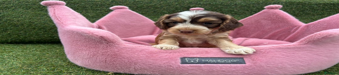 Cockapoo Puppy 4