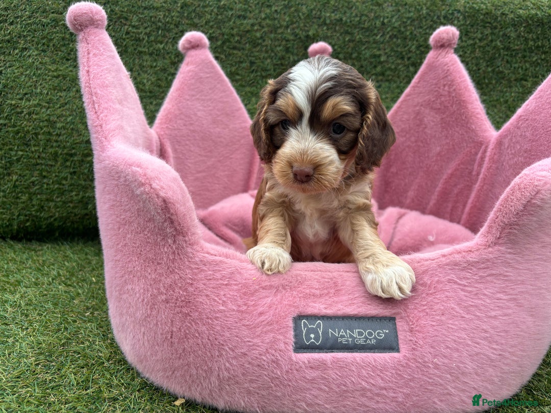 Cockapoo dogs for sale: ⭐️ Stunning Rare Coloured F1 Miniature Cockpoos ⭐️ - Image 27