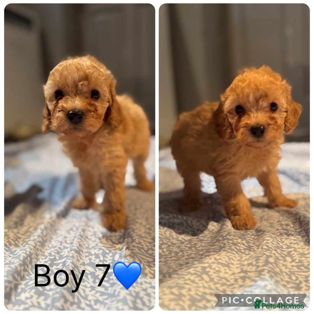 Cockapoo dogs for sale: Cockapoo Puppies - Image 8