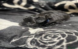 Pomapoo dogs for sale: Beautiful Pomapoo boys - Image 8