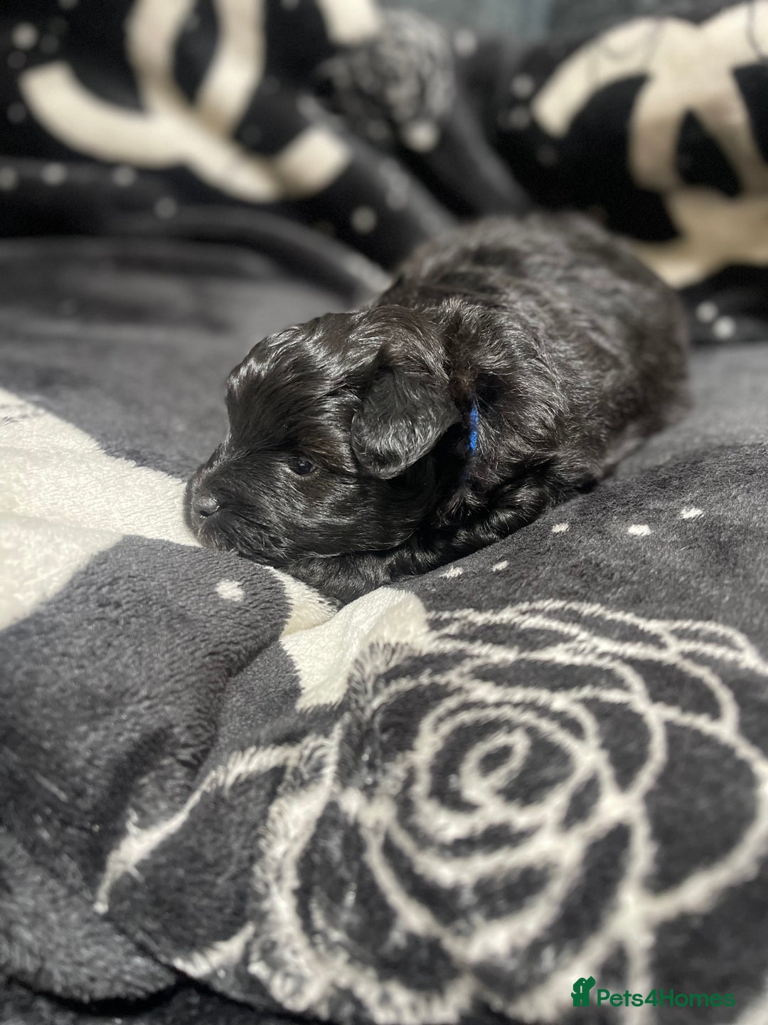 Pomapoo dogs for sale: Beautiful Pomapoo boys - Image 8